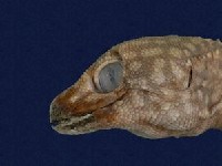 Tokay gecko Collection Image, Figure 3, Total 9 Figures